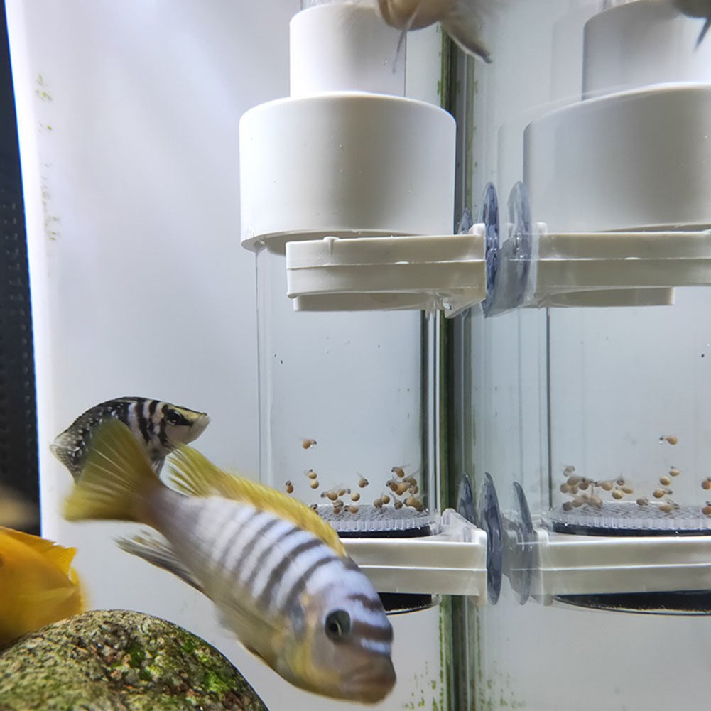 Marine Aquarium Kit - Inkubator Telur Ikan Cichlid Akuarium 40mm,