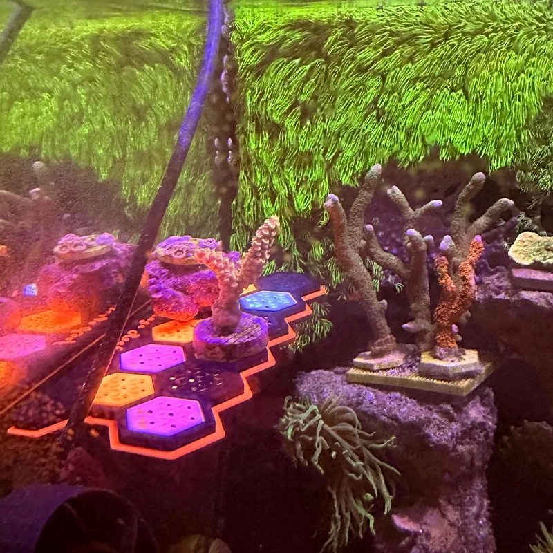 Penyangga Penjepit Batang Kara - Coral Frag Plug ulasan dan harga