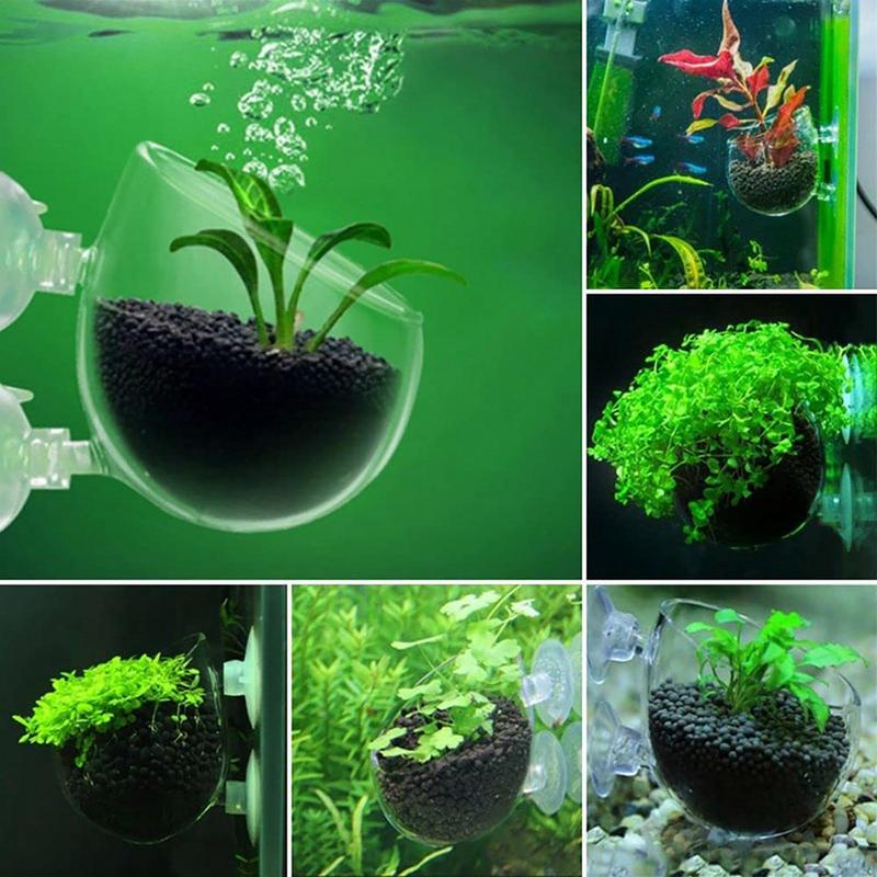 Dekorasi Akuarium Pot Cangkir  - Aquarium Innovative Marine ulasan dan harga