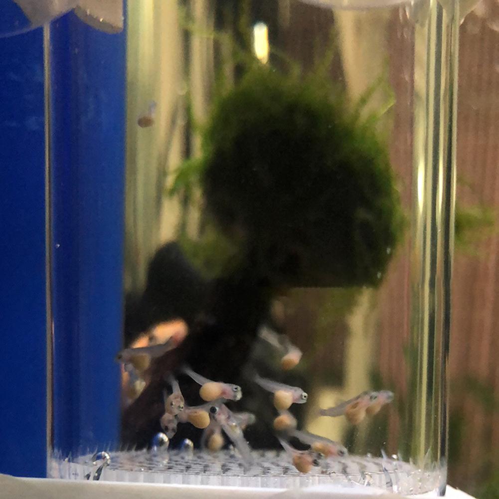Inkubator Telur Ikan Cichlid A - Marine Aquarium Kit ulasan dan harga