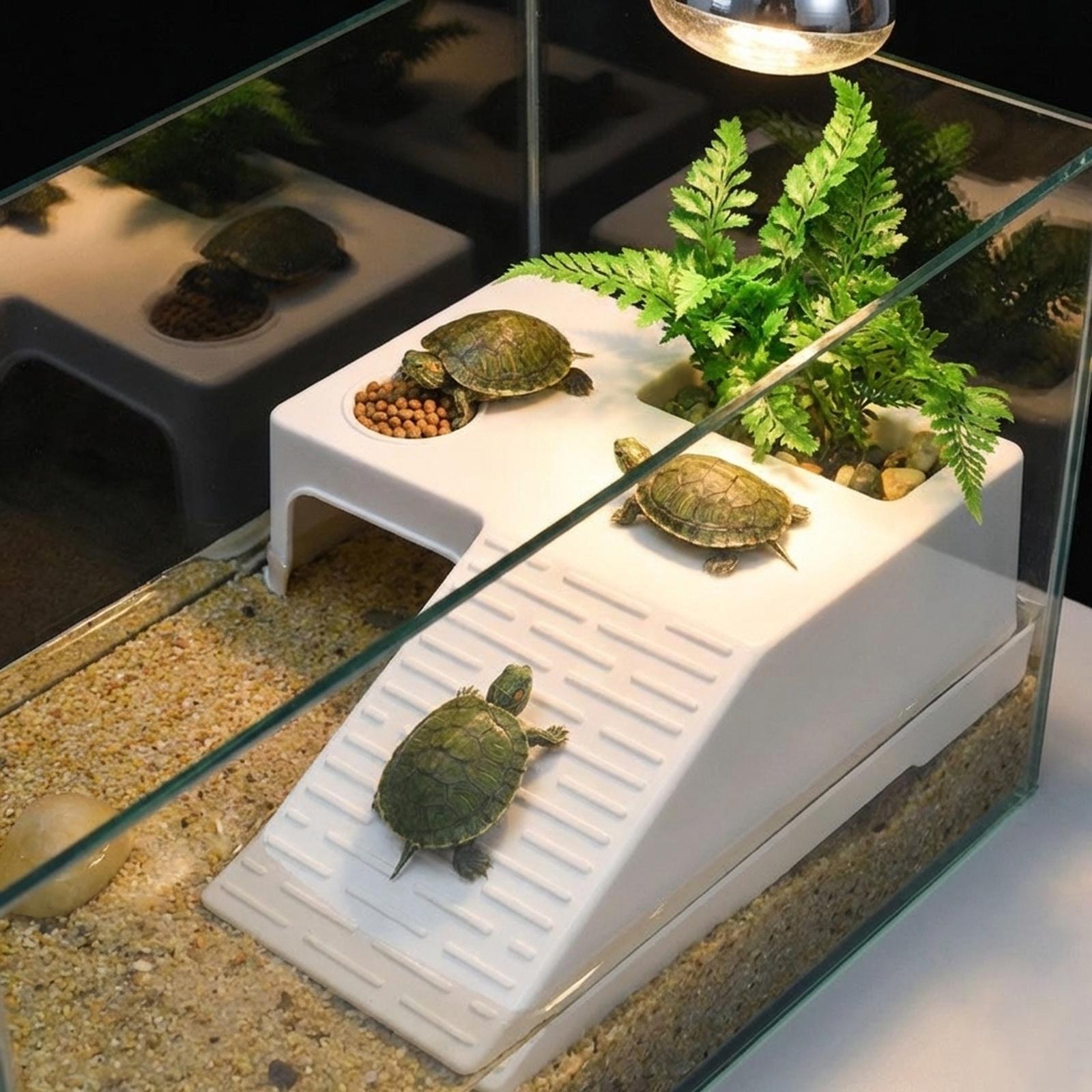 Platform Istirahat Kura-Kura,  - Aquarium Innovative Marine ulasan dan harga