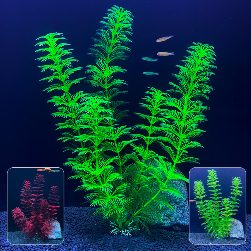 14cm - 30cm Tanaman Akuarium P - Aquarium Innovative Marine ulasan dan harga